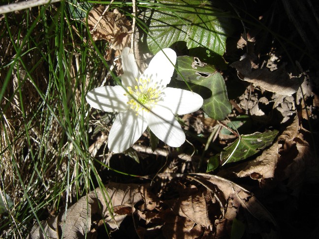 Fiori primaverili